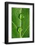 Leaf Dew Drop Number 10-Steve Gadomski-Framed Photographic Print