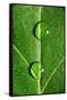 Leaf Dew Drop Number 10-Steve Gadomski-Framed Stretched Canvas
