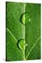 Leaf Dew Drop Number 10-Steve Gadomski-Stretched Canvas