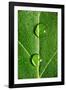 Leaf Dew Drop Number 10-Steve Gadomski-Framed Photographic Print