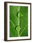 Leaf Dew Drop Number 10-Steve Gadomski-Framed Photographic Print