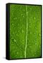 Leaf Dew Drop Number 12-Steve Gadomski-Framed Stretched Canvas