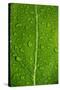 Leaf Dew Drop Number 12-Steve Gadomski-Stretched Canvas
