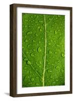 Leaf Dew Drop Number 12-Steve Gadomski-Framed Photographic Print