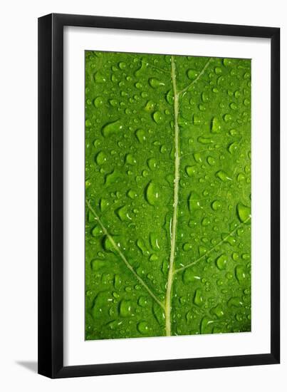 Leaf Dew Drop Number 12-Steve Gadomski-Framed Photographic Print