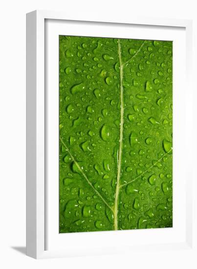 Leaf Dew Drop Number 12-Steve Gadomski-Framed Photographic Print