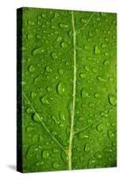 Leaf Dew Drop Number 12-Steve Gadomski-Stretched Canvas