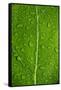 Leaf Dew Drop Number 12-Steve Gadomski-Framed Stretched Canvas