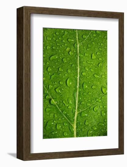 Leaf Dew Drop Number 12-Steve Gadomski-Framed Photographic Print