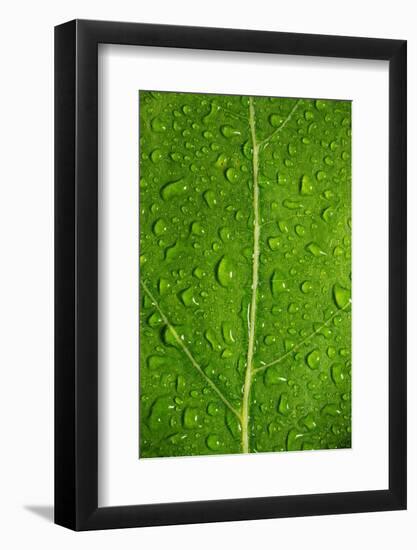 Leaf Dew Drop Number 12-Steve Gadomski-Framed Photographic Print