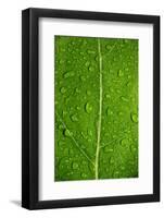 Leaf Dew Drop Number 12-Steve Gadomski-Framed Photographic Print