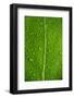 Leaf Dew Drop Number 12-Steve Gadomski-Framed Photographic Print