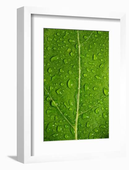 Leaf Dew Drop Number 12-Steve Gadomski-Framed Photographic Print