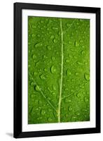 Leaf Dew Drop Number 12-Steve Gadomski-Framed Photographic Print