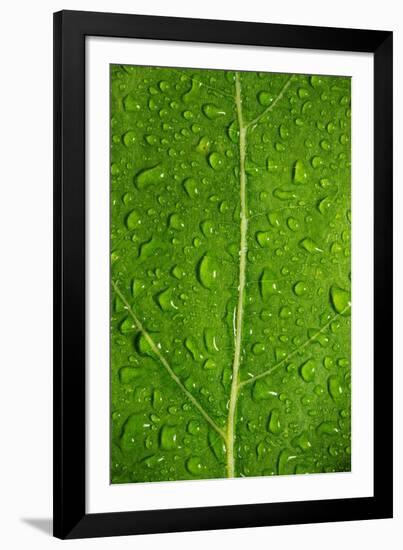 Leaf Dew Drop Number 12-Steve Gadomski-Framed Photographic Print