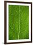 Leaf Dew Drop Number 12-Steve Gadomski-Framed Photographic Print