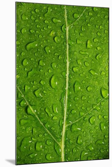 Leaf Dew Drop Number 12-Steve Gadomski-Mounted Photographic Print