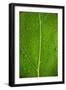 Leaf Dew Drop Number 6-Steve Gadomski-Framed Photographic Print