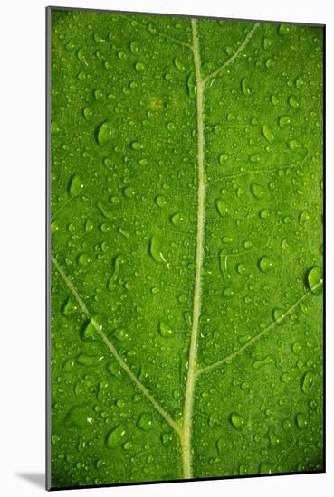 Leaf Dew Drop Number 6-Steve Gadomski-Mounted Photographic Print