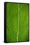 Leaf Dew Drop Number 6-Steve Gadomski-Framed Stretched Canvas