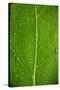 Leaf Dew Drop Number 6-Steve Gadomski-Stretched Canvas