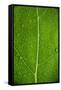 Leaf Dew Drop Number 6-Steve Gadomski-Framed Stretched Canvas