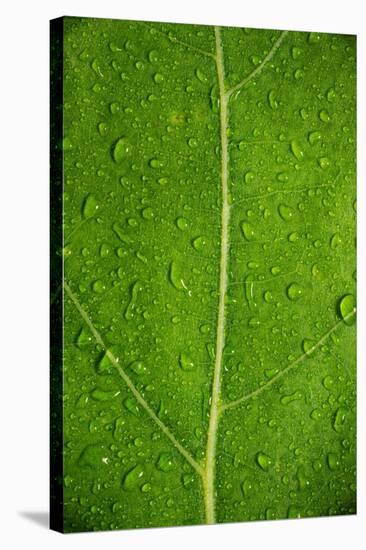 Leaf Dew Drop Number 6-Steve Gadomski-Stretched Canvas