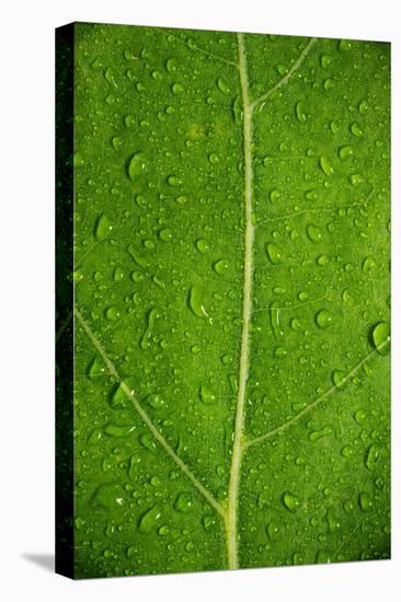 Leaf Dew Drop Number 6-Steve Gadomski-Stretched Canvas