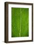 Leaf Dew Drop Number 6-Steve Gadomski-Framed Photographic Print