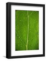 Leaf Dew Drop Number 6-Steve Gadomski-Framed Photographic Print