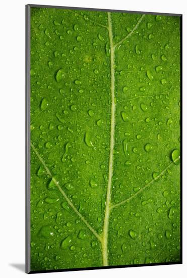 Leaf Dew Drop Number 6-Steve Gadomski-Mounted Photographic Print