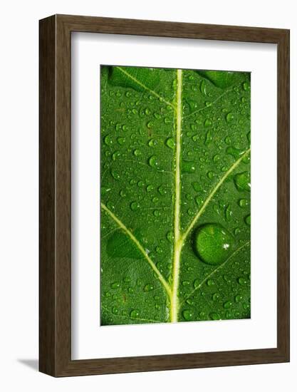 Leaf Dew Drop Number 8-Steve Gadomski-Framed Photographic Print