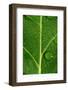 Leaf Dew Drop Number 8-Steve Gadomski-Framed Photographic Print