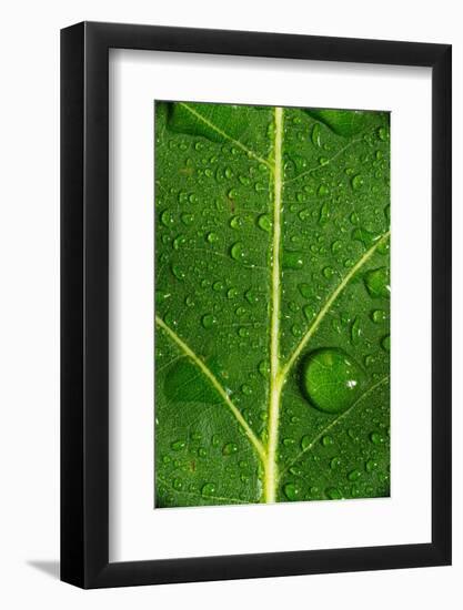 Leaf Dew Drop Number 8-Steve Gadomski-Framed Photographic Print