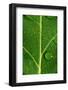 Leaf Dew Drop Number 8-Steve Gadomski-Framed Photographic Print