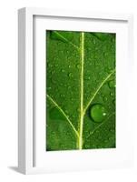 Leaf Dew Drop Number 8-Steve Gadomski-Framed Photographic Print