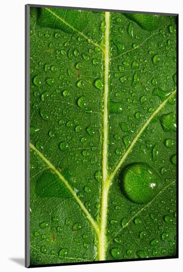 Leaf Dew Drop Number 8-Steve Gadomski-Mounted Photographic Print