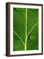 Leaf Dew Drop Number 8-Steve Gadomski-Framed Photographic Print