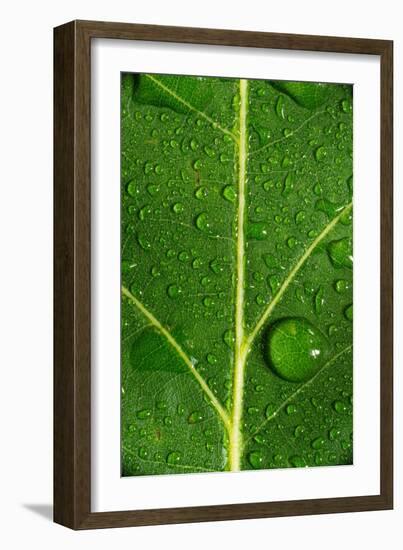 Leaf Dew Drop Number 8-Steve Gadomski-Framed Photographic Print