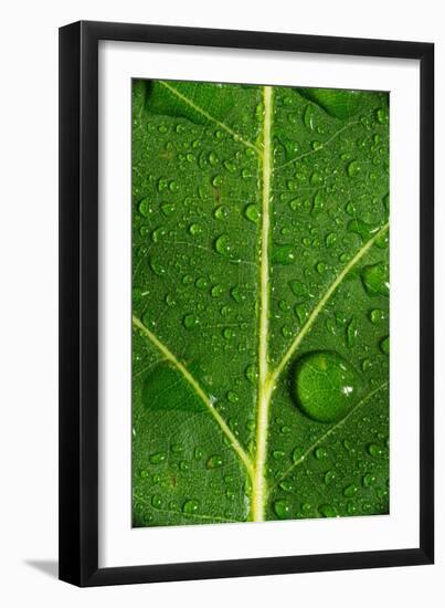 Leaf Dew Drop Number 8-Steve Gadomski-Framed Photographic Print