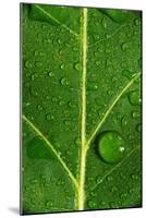 Leaf Dew Drop Number 8-Steve Gadomski-Mounted Photographic Print