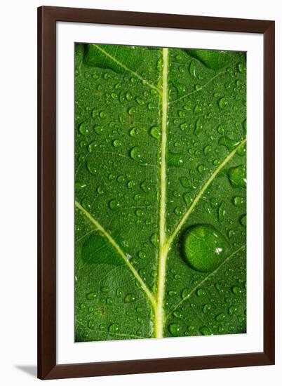 Leaf Dew Drop Number 8-Steve Gadomski-Framed Photographic Print