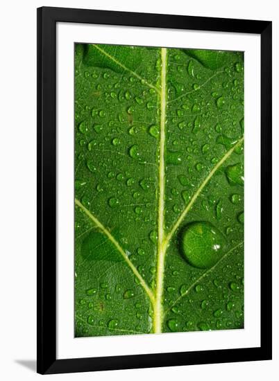 Leaf Dew Drop Number 8-Steve Gadomski-Framed Photographic Print