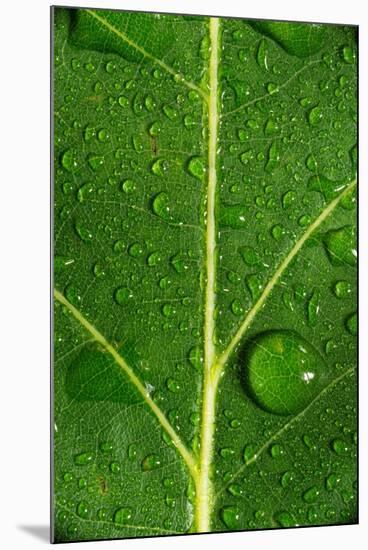 Leaf Dew Drop Number 8-Steve Gadomski-Mounted Photographic Print