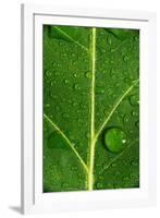 Leaf Dew Drop Number 8-Steve Gadomski-Framed Photographic Print