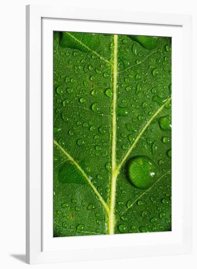 Leaf Dew Drop Number 8-Steve Gadomski-Framed Photographic Print