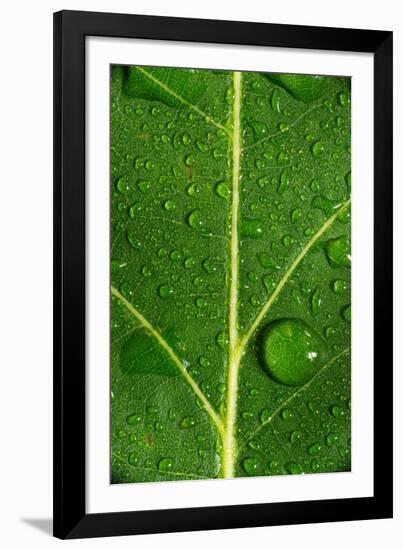 Leaf Dew Drop Number 8-Steve Gadomski-Framed Photographic Print