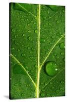 Leaf Dew Drop Number 8-Steve Gadomski-Stretched Canvas