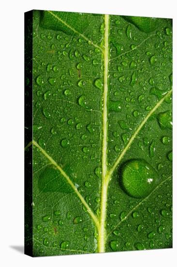 Leaf Dew Drop Number 8-Steve Gadomski-Stretched Canvas