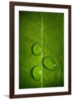 Leaf Dew Drop Number 9-Steve Gadomski-Framed Photographic Print
